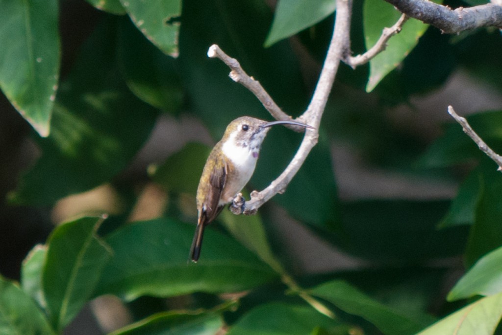 Chichicaxtle-hummingbird2-2