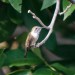 Chichicaxtle-hummingbird2-2 thumbnail