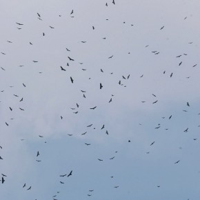 85,000 birds in the sky - the River of Raptors