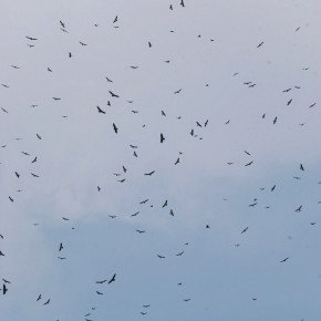 85,000 birds in the sky - the River of Raptors 85,000 birds in the sky - the River of Raptors