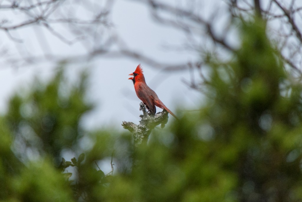 Wild-Basin-Austin-March2013-1