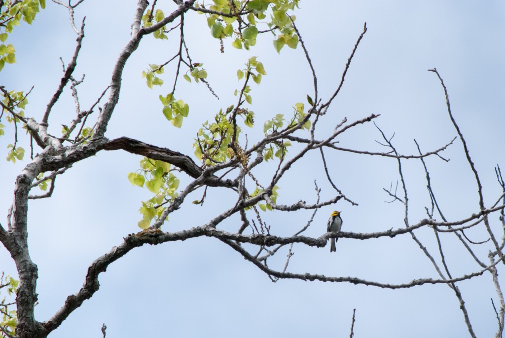 Wild-Basin-Austin-March2013-2