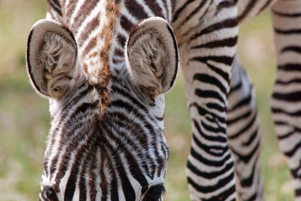 zebras-in-texas-3