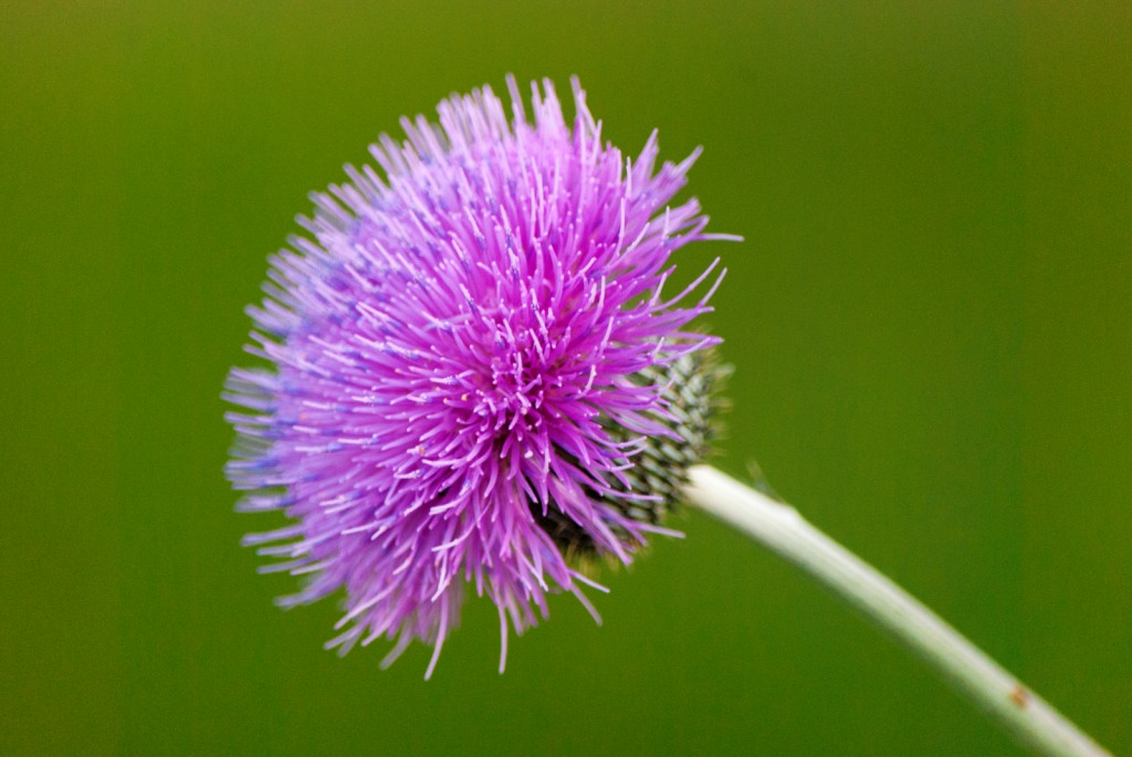 plumed-thistle-1