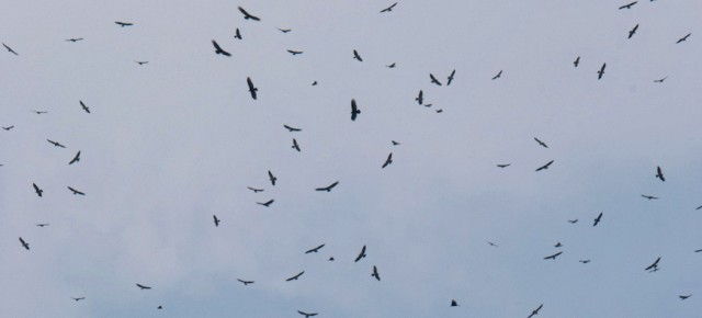 85,000 birds in the sky - the River of Raptors